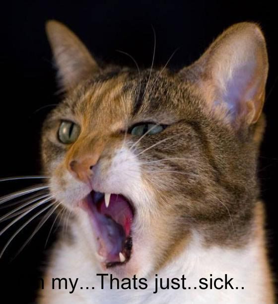 scream-funny-cats.jpg