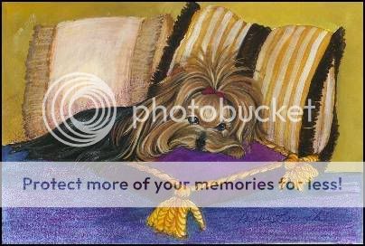 Yorkie Terrier Pictures, Images and Photos