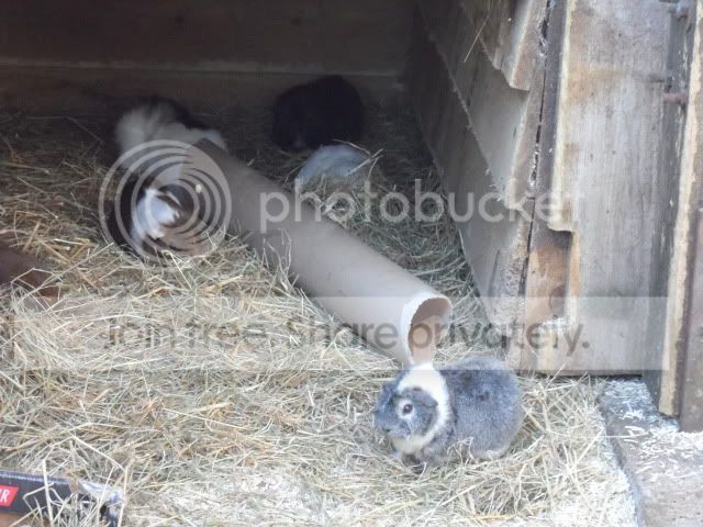 Chessington_Zoo_Feb13054_zpsaccdd40e.jpg