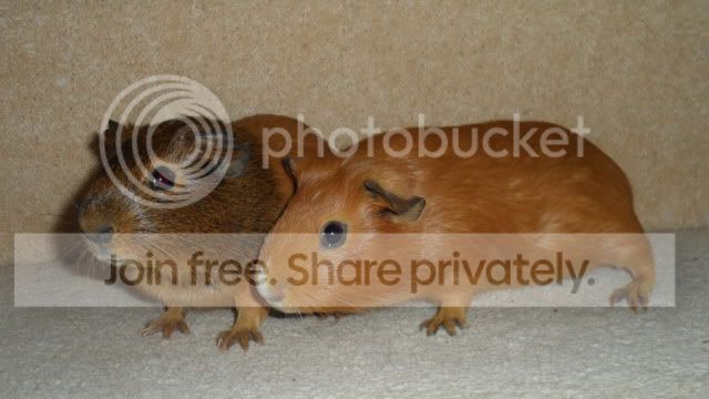 piggiesdec17.jpg