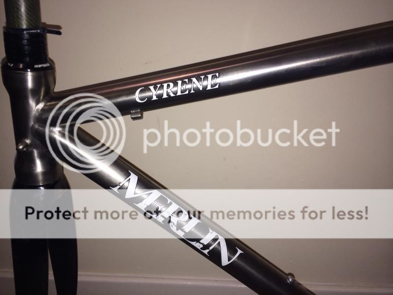 merlin cyrene for sale